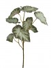 Um.zelen coleus 5x 68cm 12030032