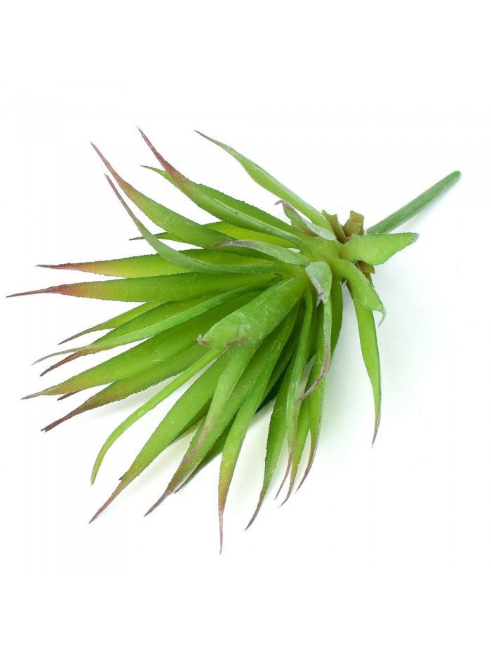 Um.suculent agave 16cm 1301145